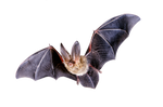 bat png by camelfobia