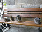 Security at St.George Zograf by shashaveli