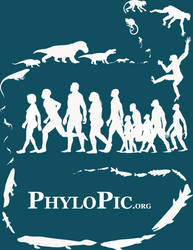 PhyloPic T-shirt: Human Evolution by keesey