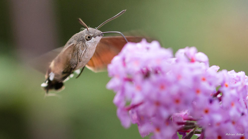 Hummingbird hawk-moth by AdrianGoebel