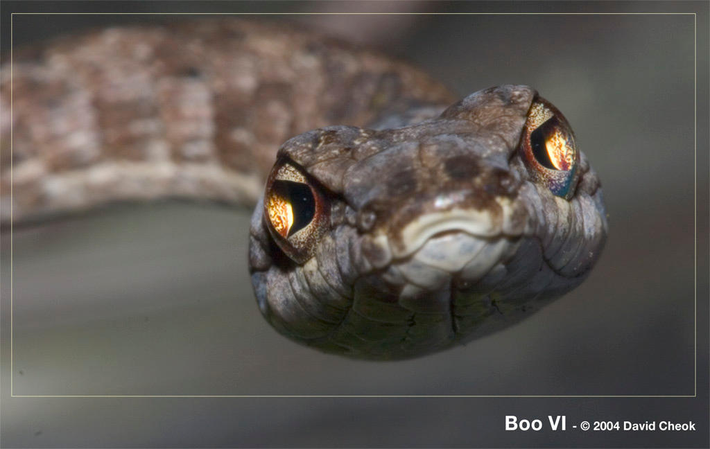 Boo VI by CIBS