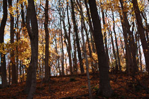 Diplomacy by stmatthiesen