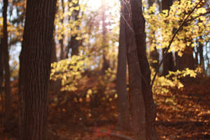 Organic Sigh by stmatthiesen