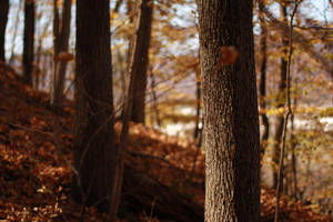 Surefire by stmatthiesen