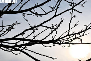 branch out by PyroKids