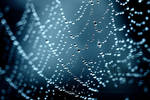 rainy spiderweb by grinzekatze