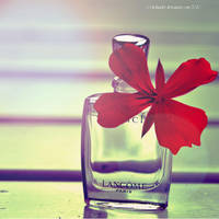 LANCOME Perfume by Holunder