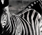 Beauty is an absence of colour by Ubhejane