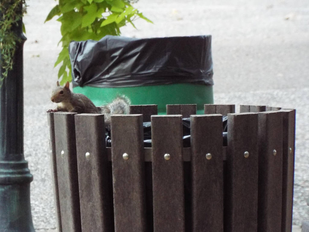 Trash can squirrel by FangLee22 on DeviantArt