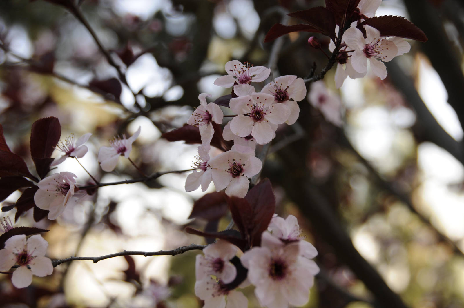 Zen Blossoms by AndySerrano on DeviantArt