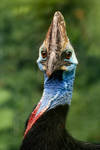 Southern Cassowary by darkSoul4Life