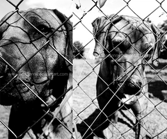 my dog's bone by 0redjenny