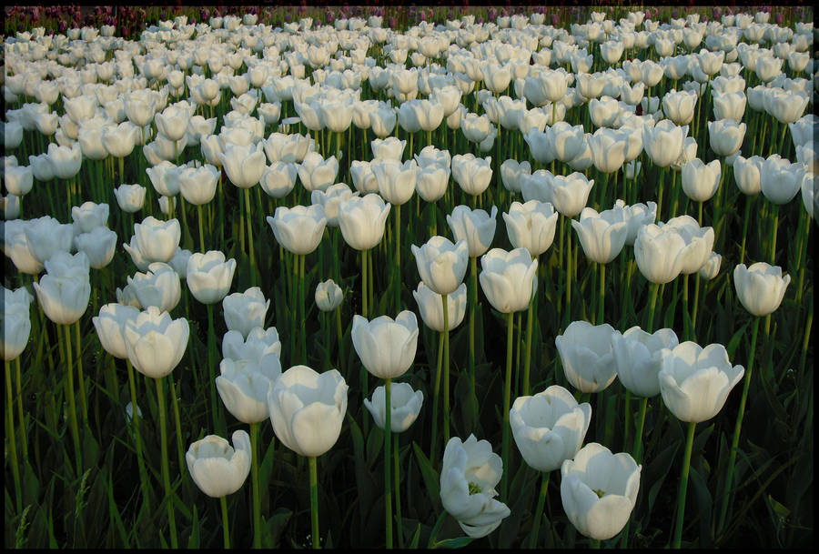 sea_of_white_tulips_by_misslumikki_d3ipb