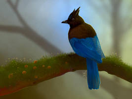 Steller's Jay by Paivatar