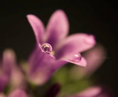 softness by RibbonBlack