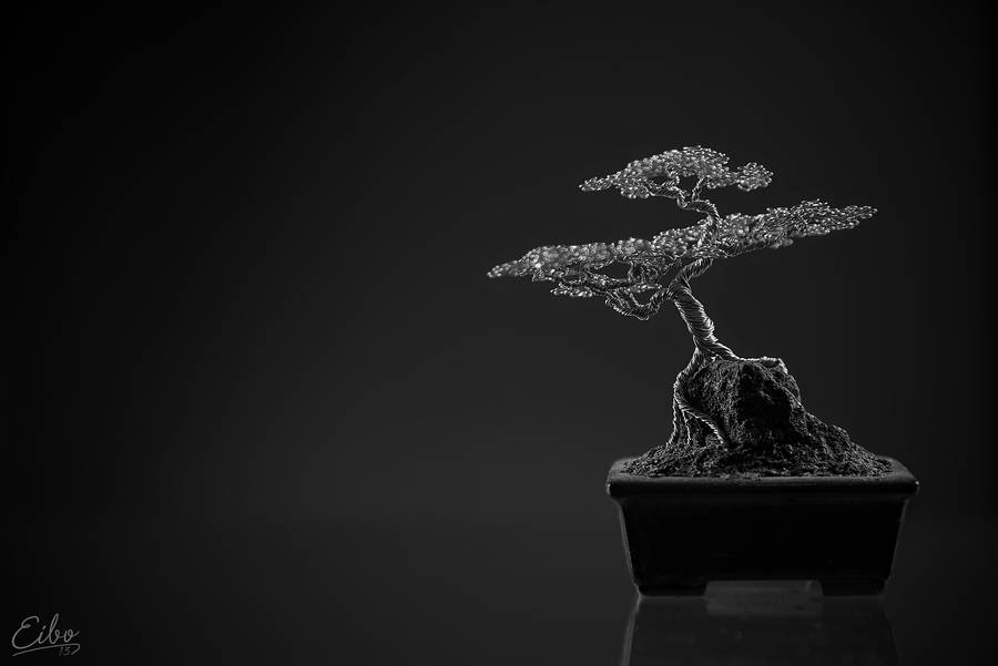 Bonsai 1 by Eibography