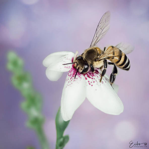 Kiss of Life by Eibography