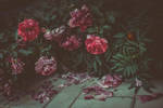 Last roses by NRichey