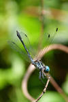 Palmfly by Temujinsword