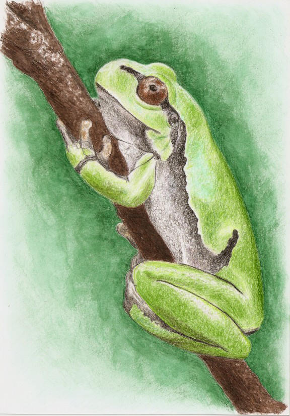 Treefrog by imclod