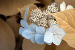 Hydrangea in Infrared by zdfalk