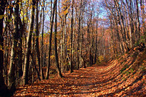 Autumn by lady-nightstalker