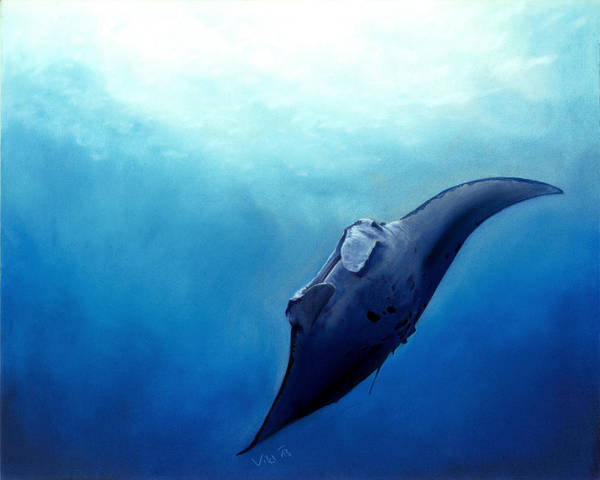 Manta ray by Ileina