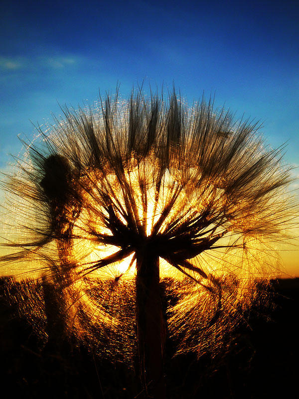 A setting dandelion by DrakeDH