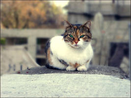 Cat again by ClareSnape