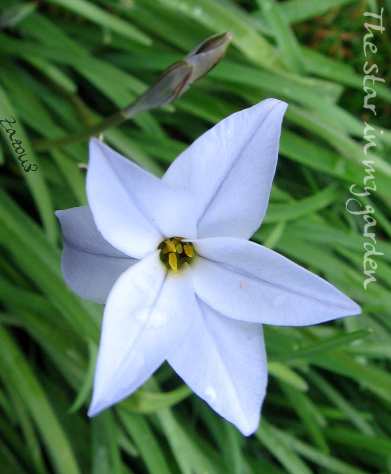 The star in my garden by Zazou8