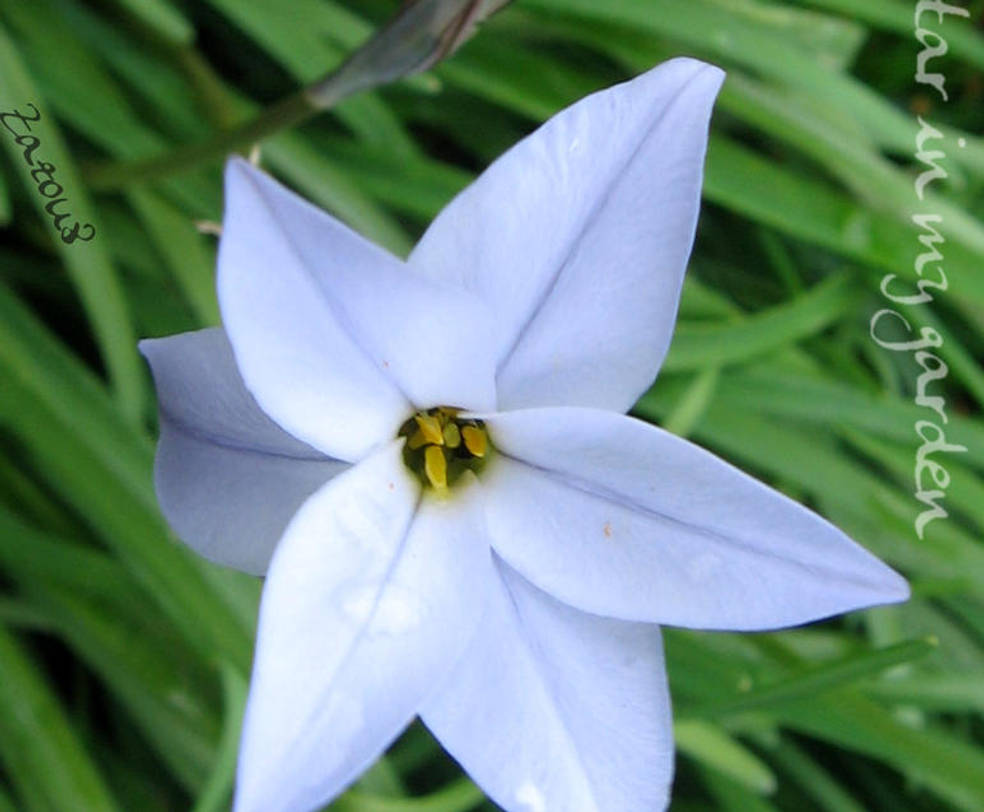The star in my garden by Zazou8
