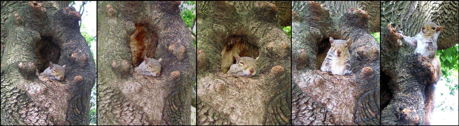 The squirrel that I awaked... Oups by Zazou8