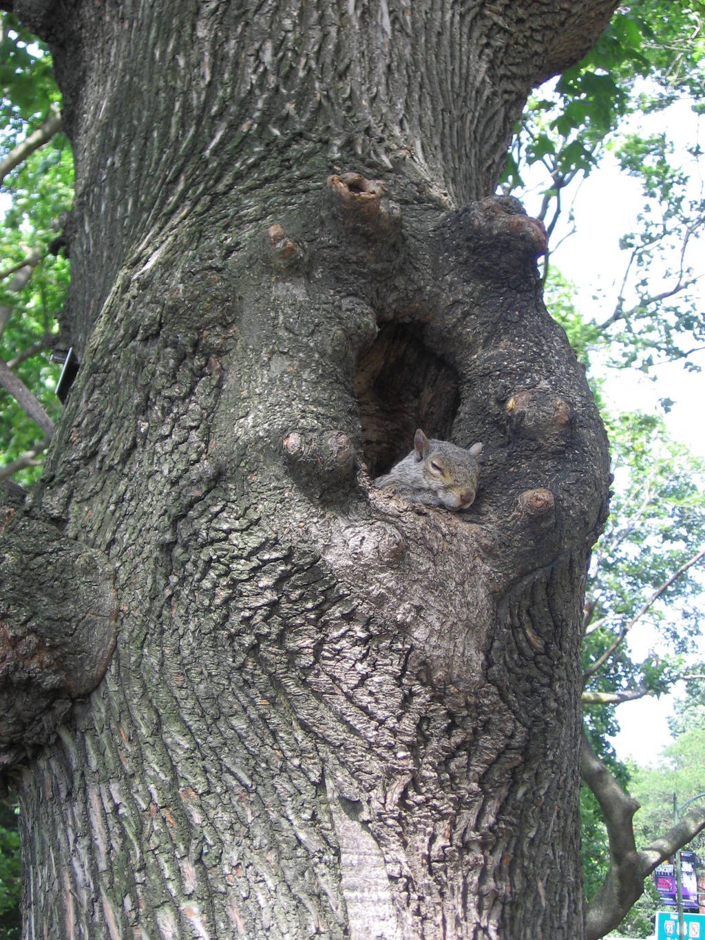 Boston's squirrel 2 by Zazou8