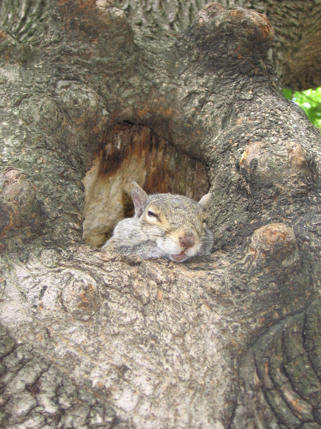 Boston's squirrel 3 by Zazou8
