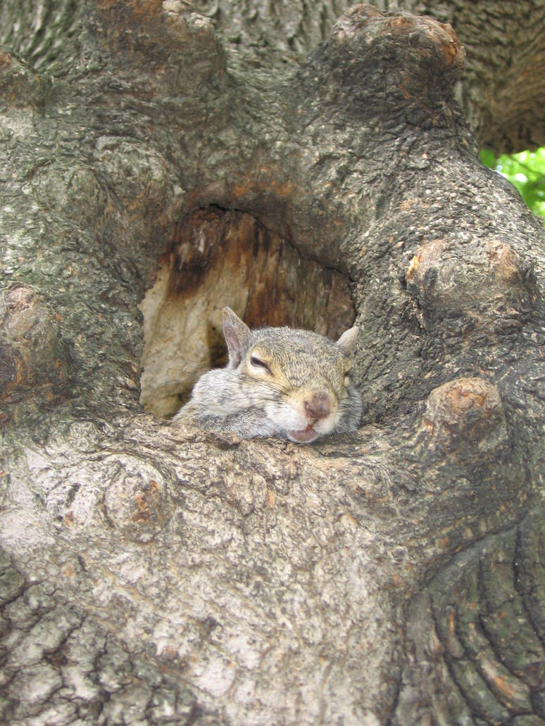 Boston's squirrel 3 by Zazou8