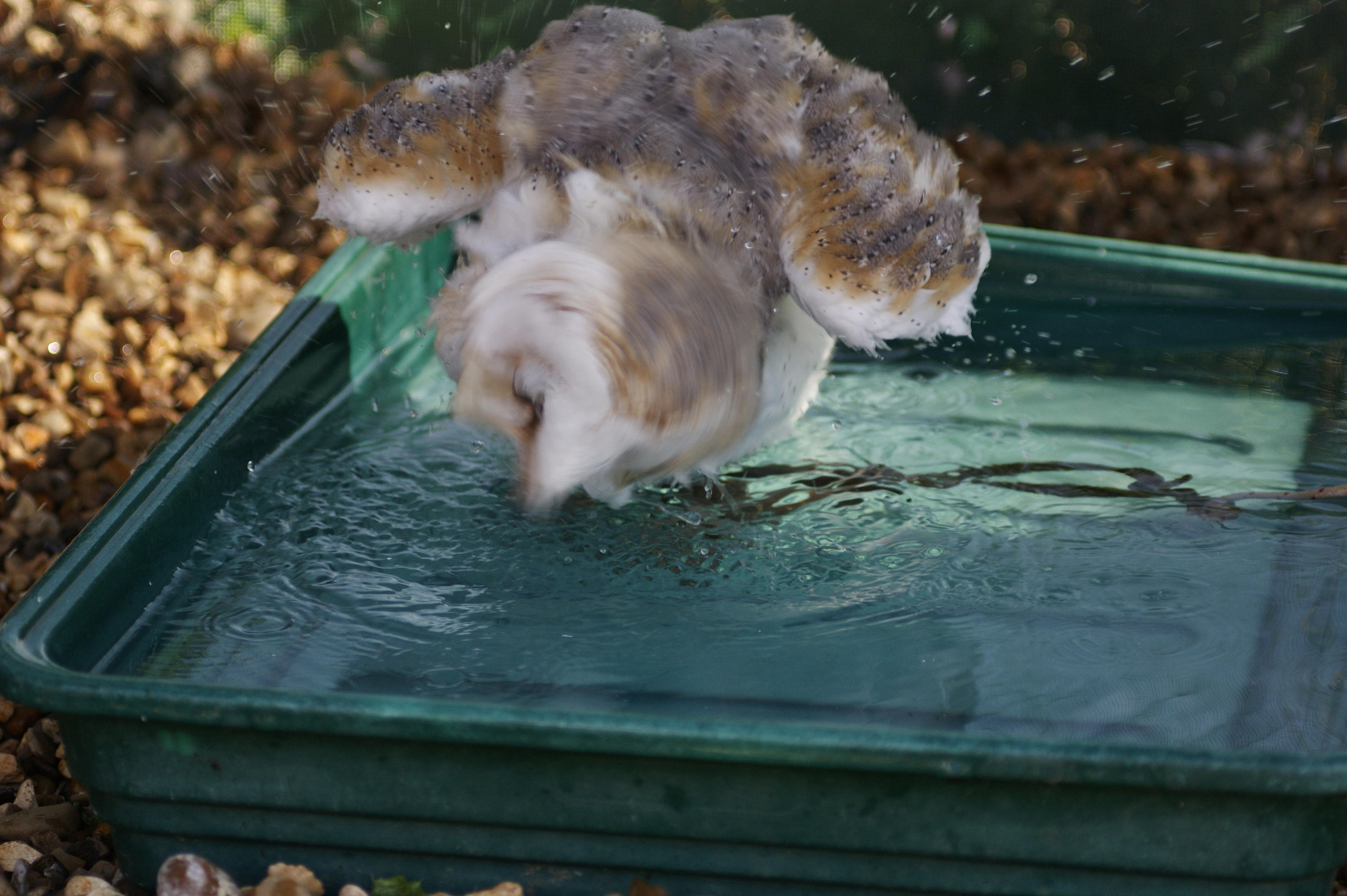 Barn owls bath.1 by AlexanderImages on DeviantArt