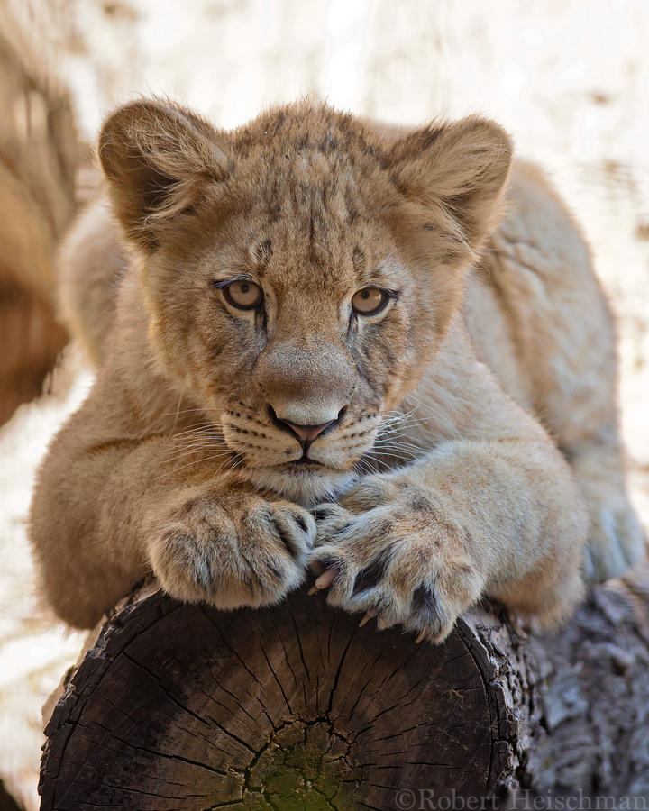 Lion Cub 0129 by robbobert