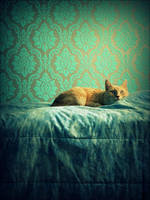 purrfection by fairdemon