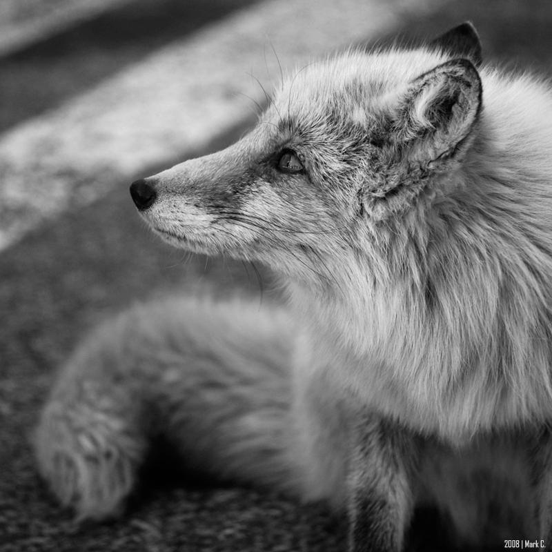 foxy by markeatworld