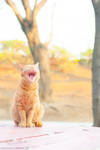 Training for MGM logo audition by simzcom
