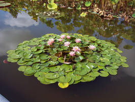 Pond Stock1 by Cinnamoncandy-Stock