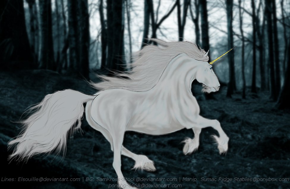 Dark Forest by SamKross-Stock on DeviantArt
