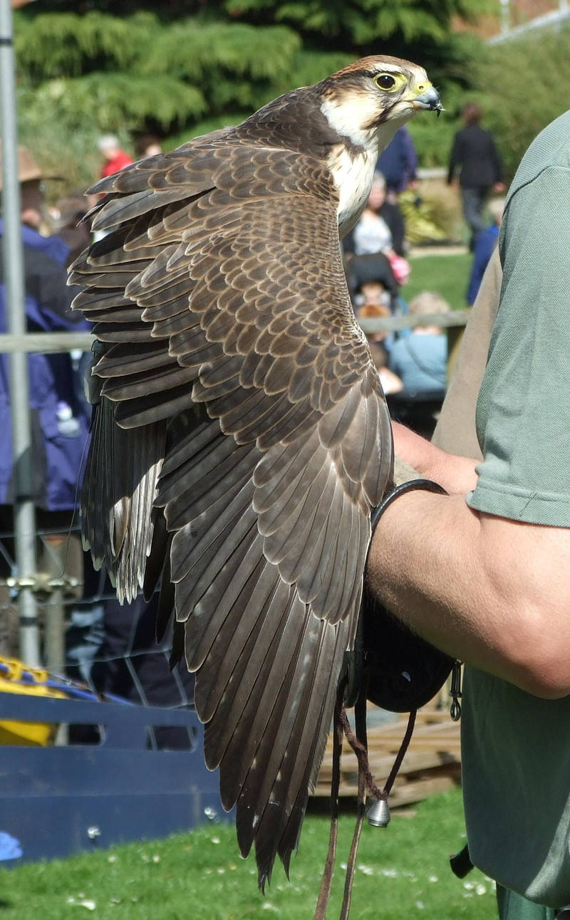 .Falcon wings 1. 6984 by DelinquentDog