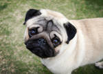 Pug Portrait by Feeferlump