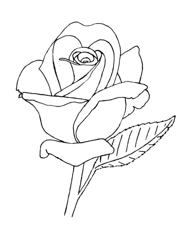 Rose Lineart by groundhog22