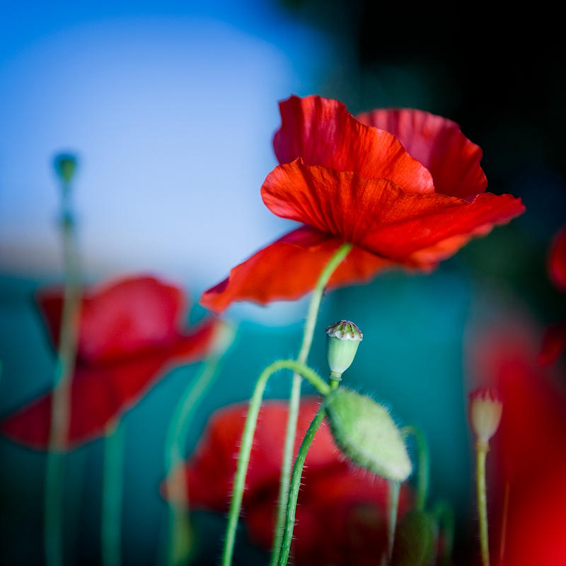 Morning poppies by marcopolo17 on DeviantArt