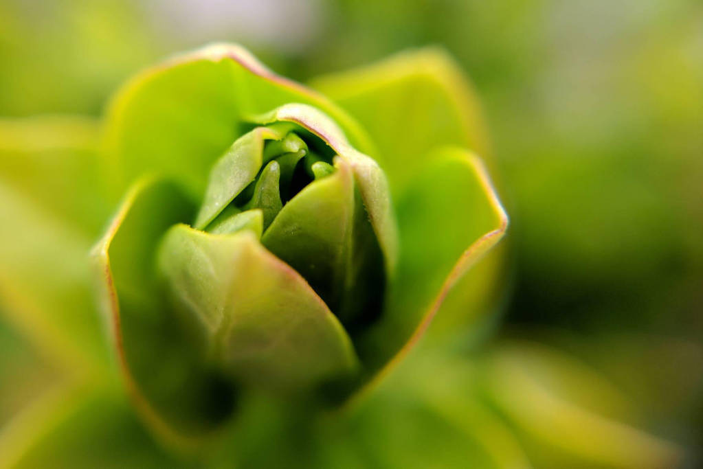 I See Leaves Of Green by JenniBeeMine