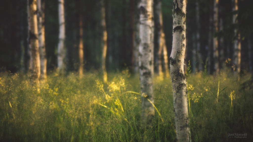 Summer Birch Forest (Wallpaper) by JoniNiemela