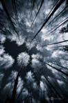 Black Woods by JoniNiemela