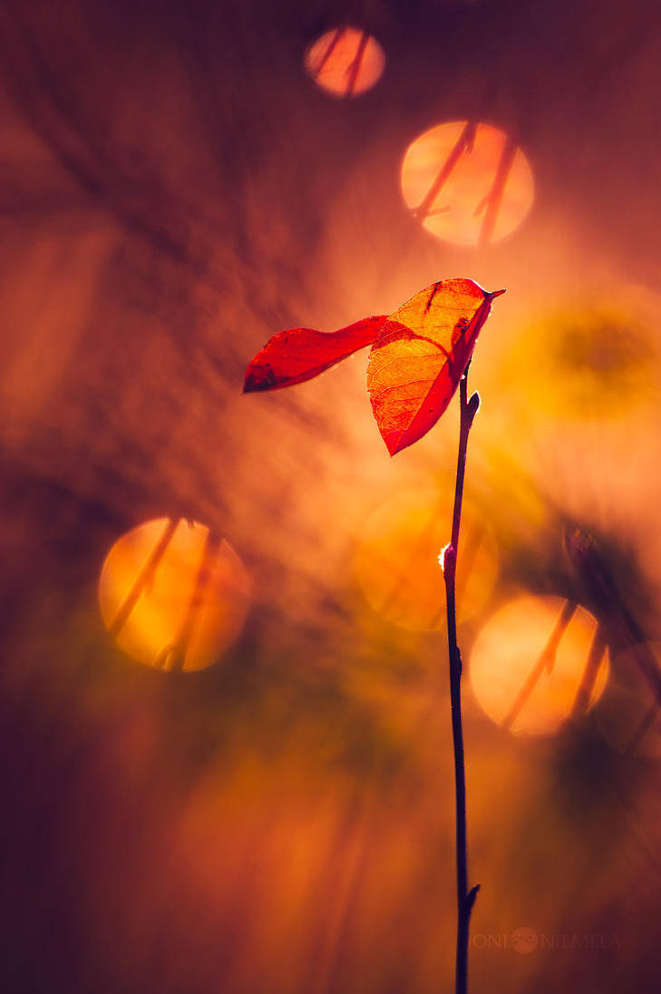 Leafs Of Autumn by JoniNiemela